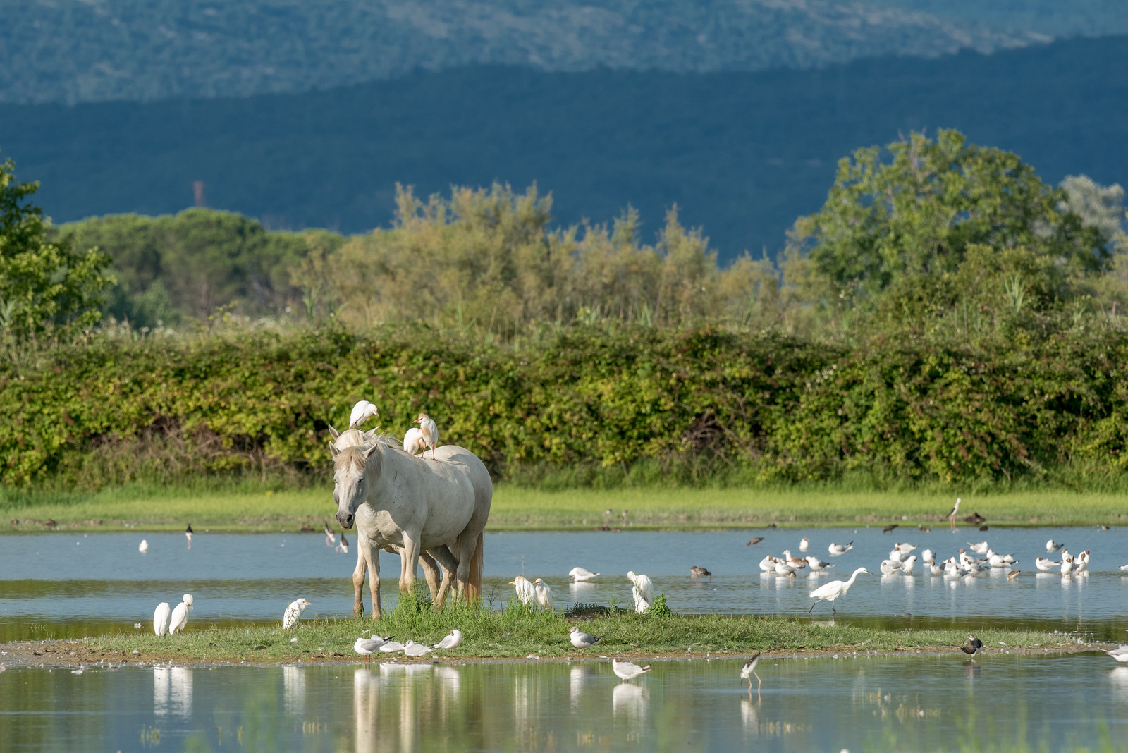 Camargue-Pferd Foto Exkursion Grado