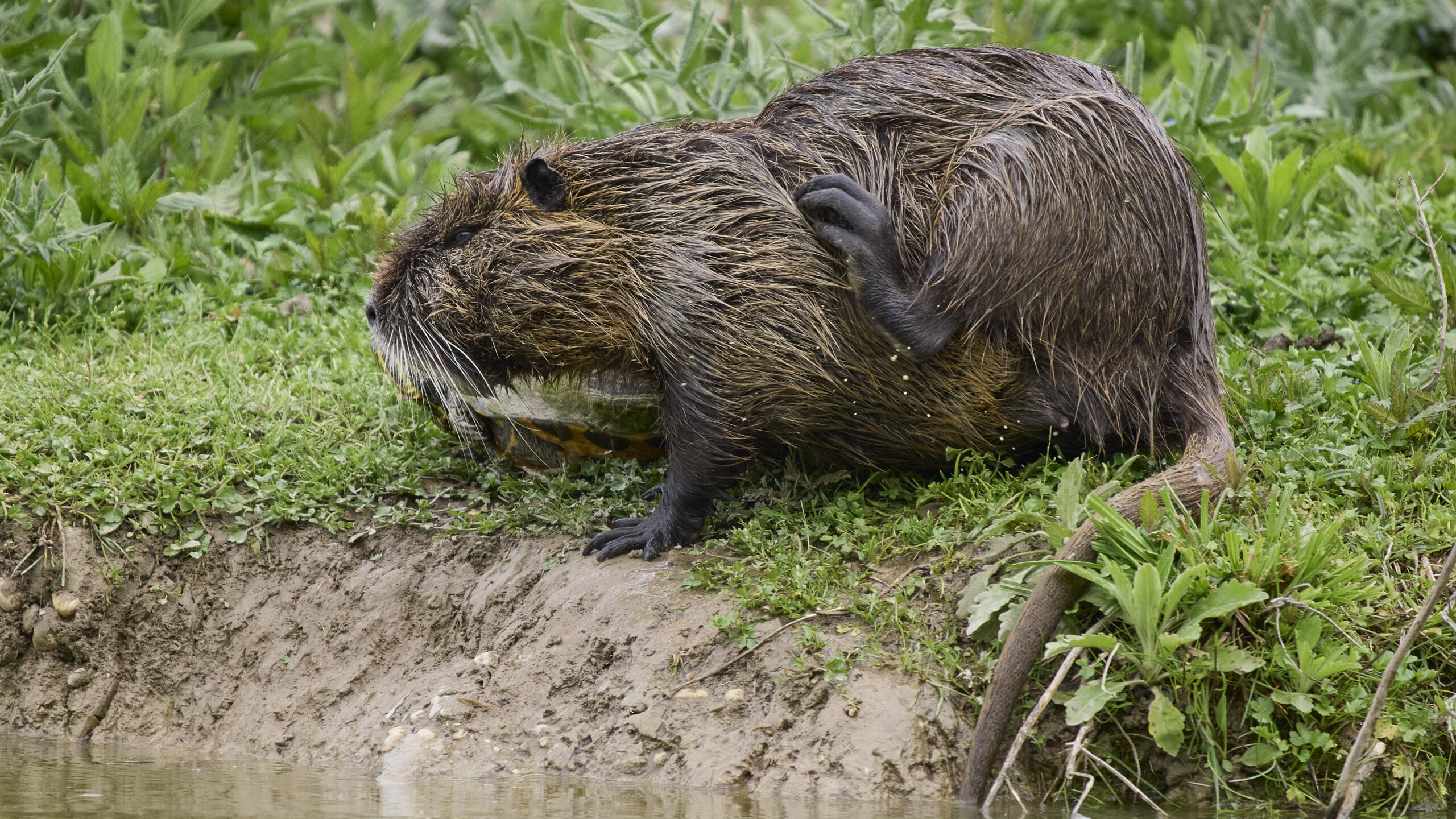 Nutria Foto Exkursion Grado