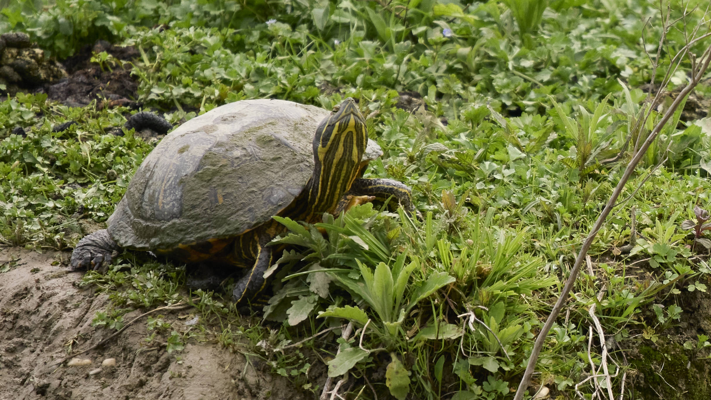 Schildkröte Grado Foto Exkursion