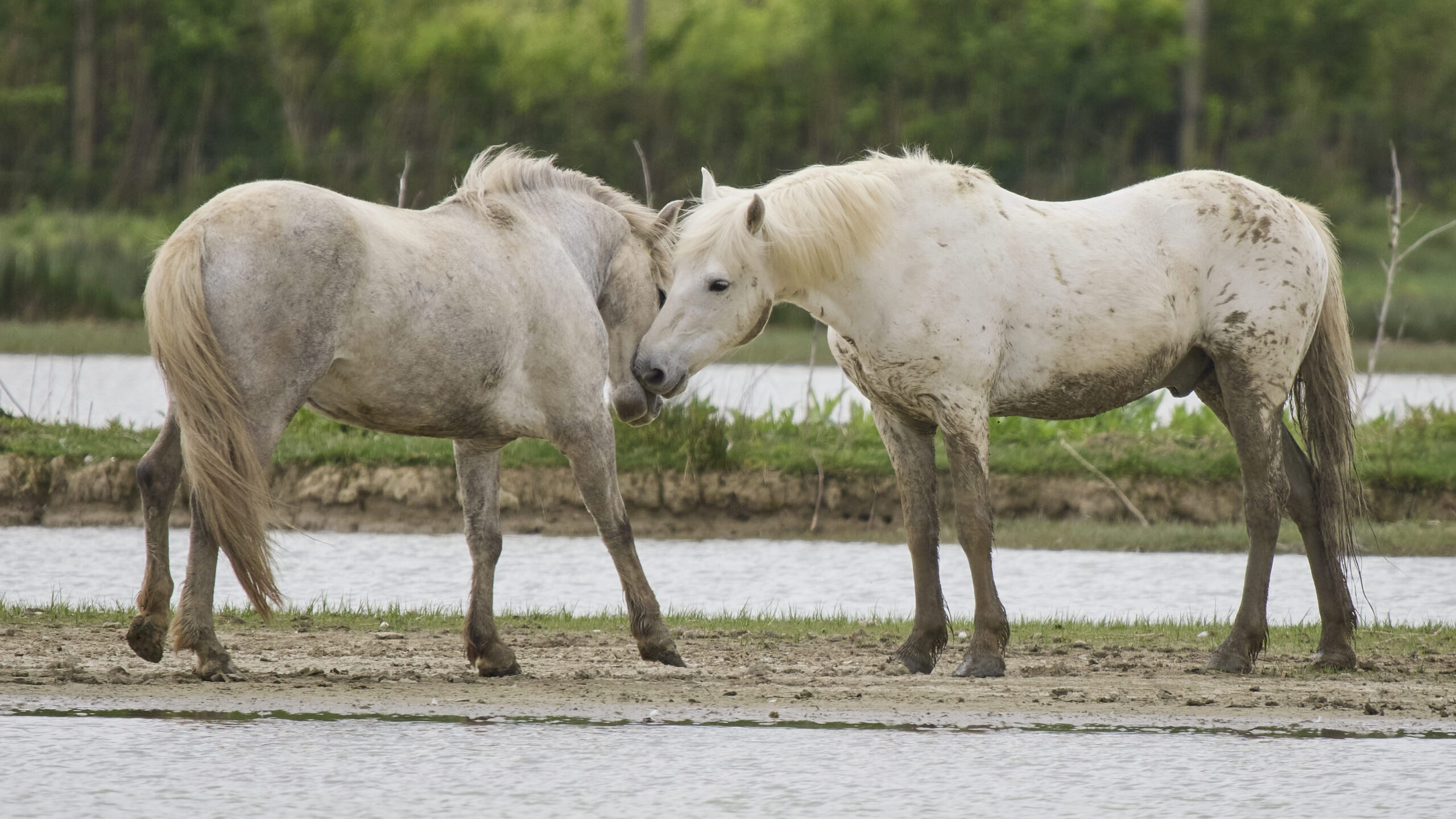 Camargue-Pferd Natur Fotografieren Grado