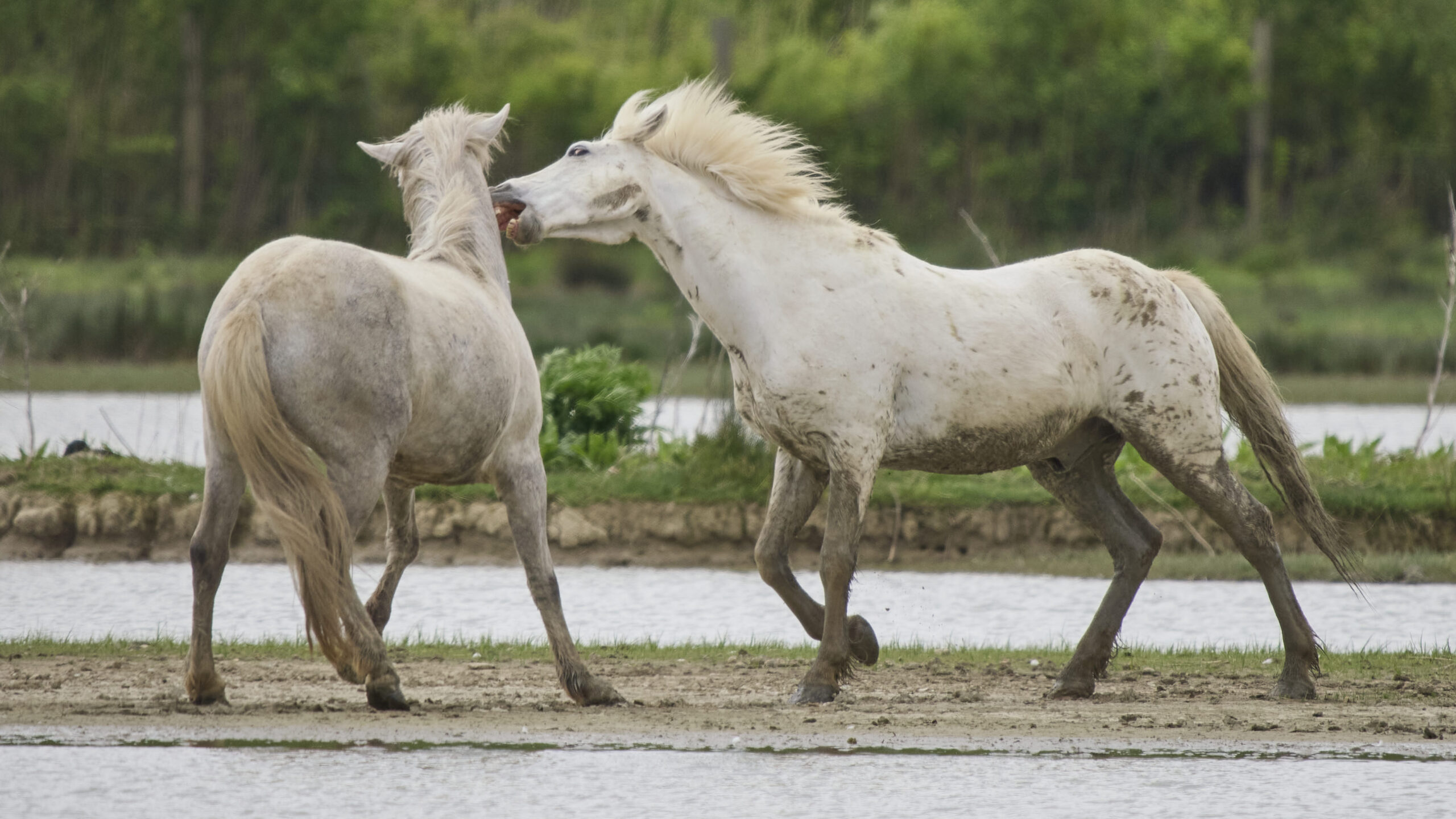 Camargue-Pferd Natur Fotografieren Grado